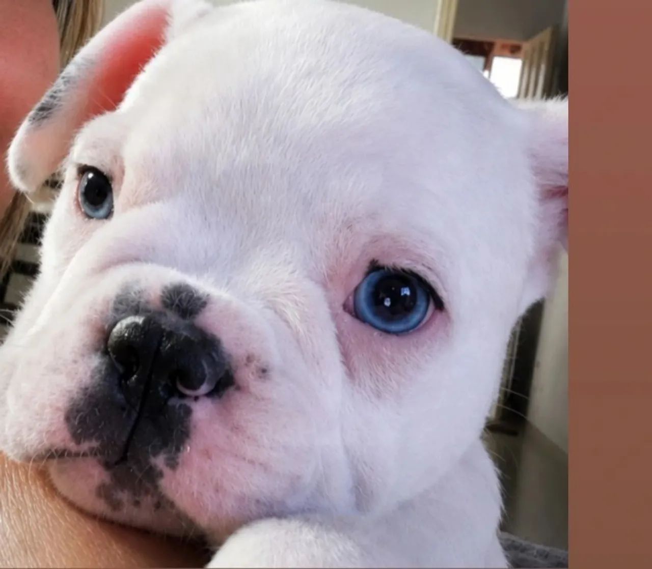 Bulldog Francês macho  - Foto 3