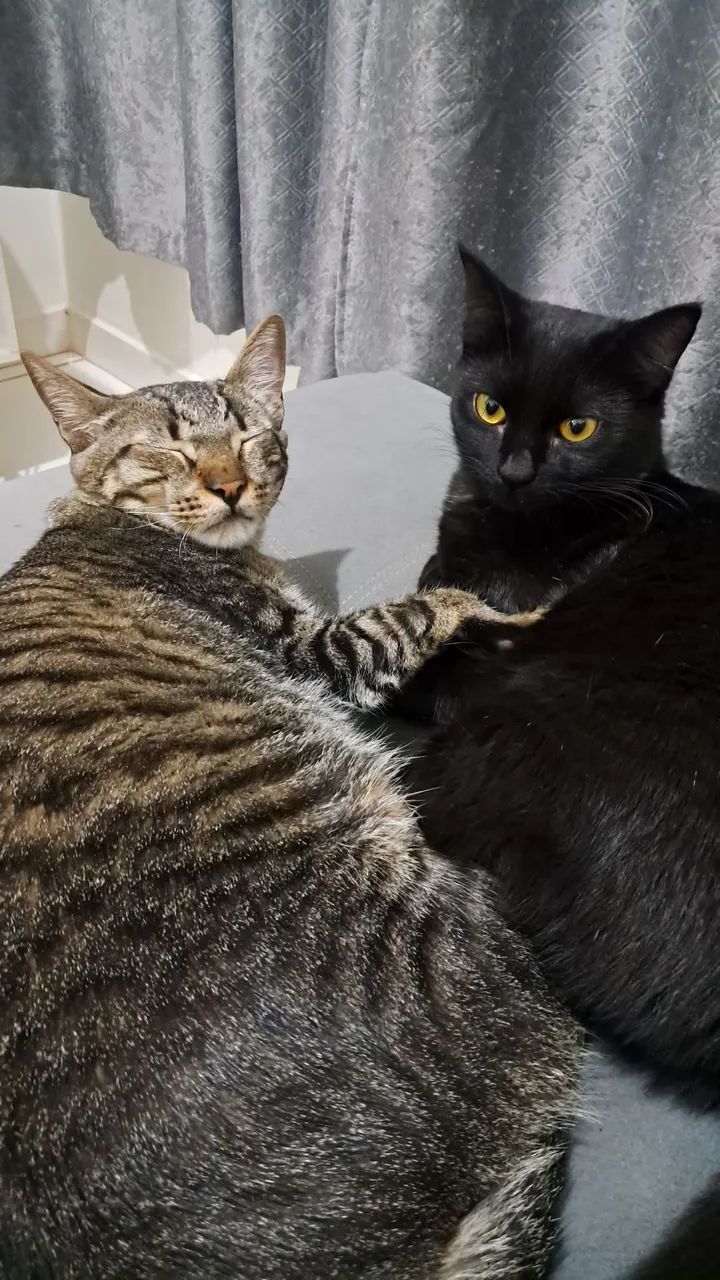 Doa-se 2 gatinhos - Foto 3