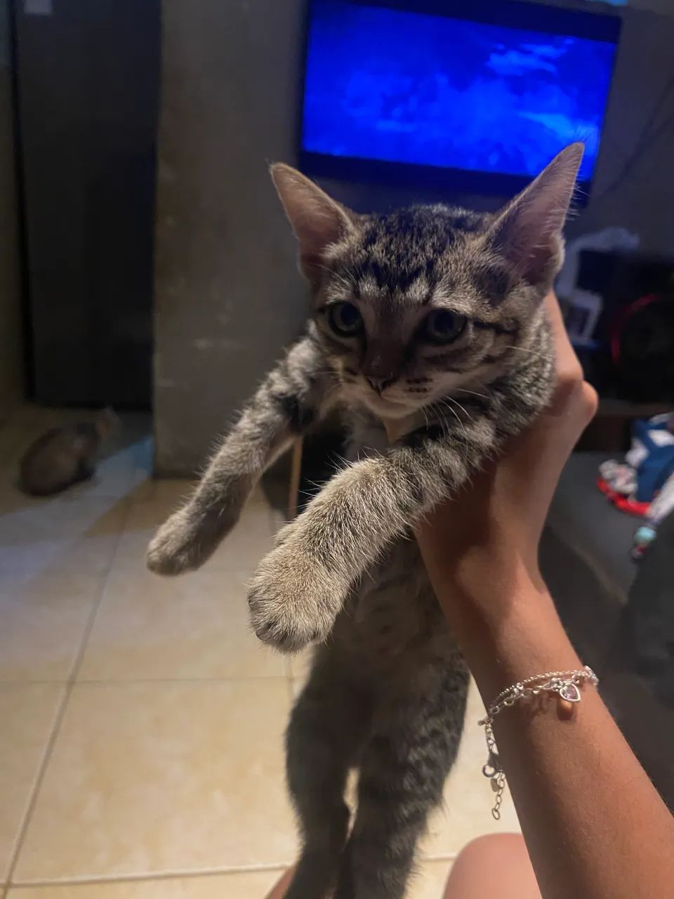 Doação de gatos - Foto 2