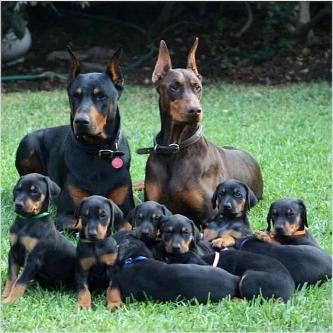 Doberman macho e fêmea 