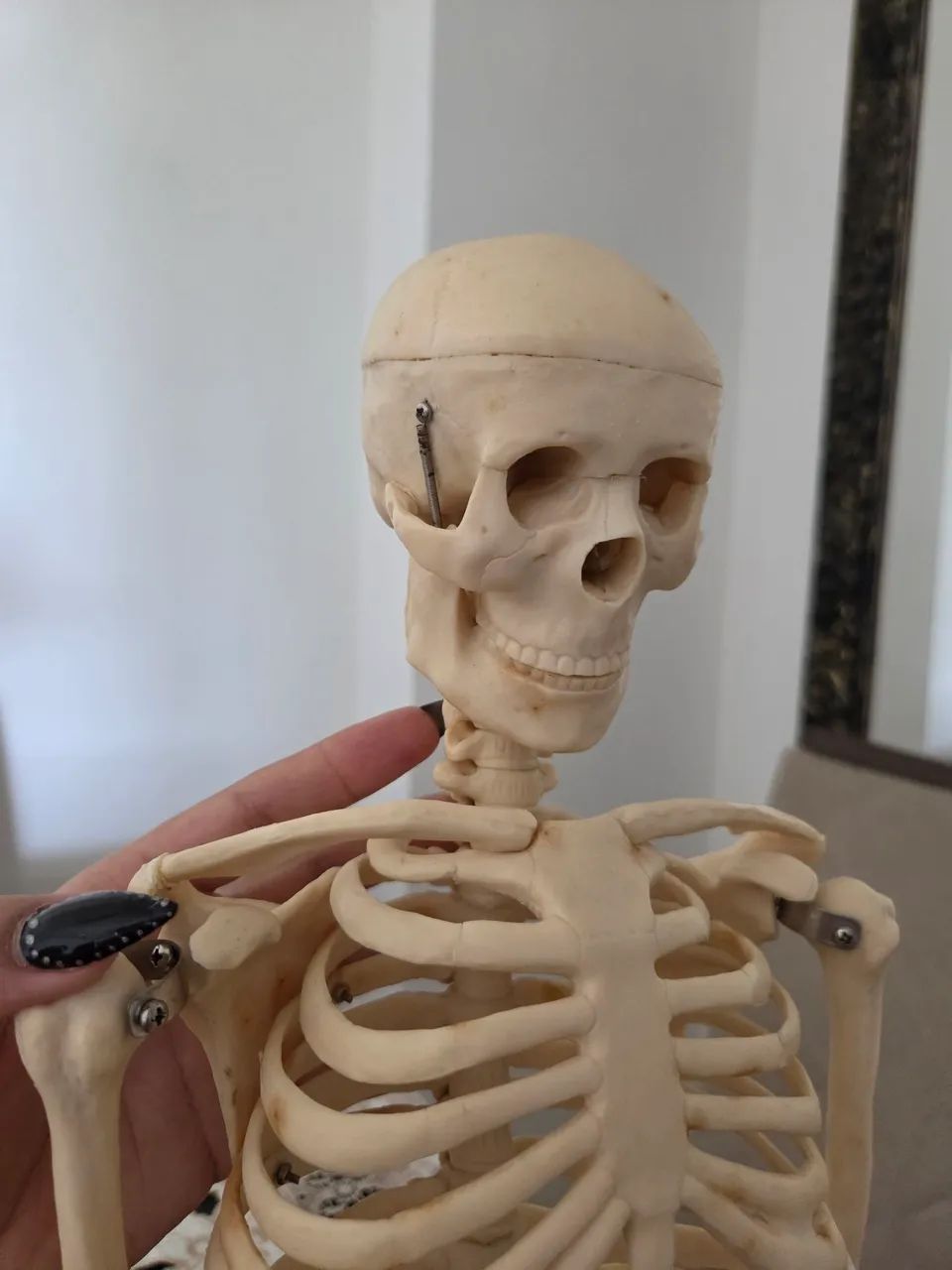 Esqueleto Humano, modelo anatômico tridimensional com 85cm. - Foto 3