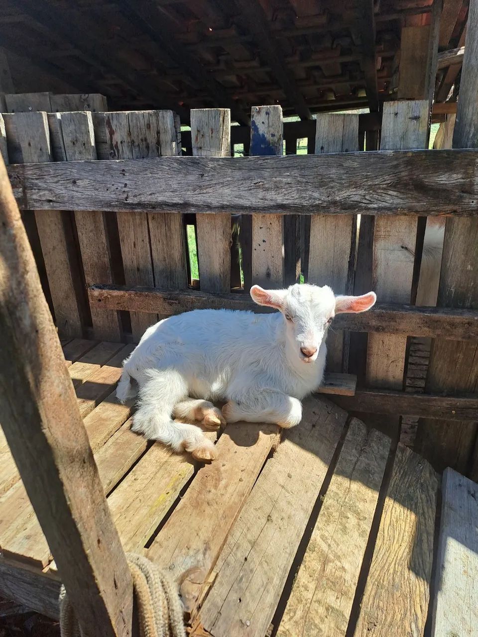 Cabras - Foto 3