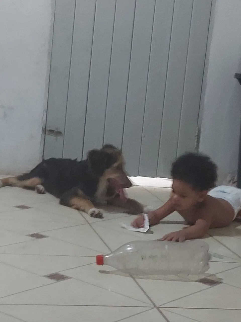 Adoção responsável  - Foto 3