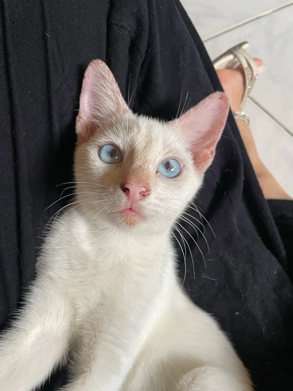 ADOÇÃO RESPONSÁVEL  - Foto 2