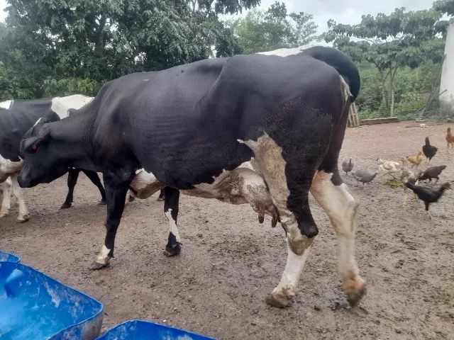 Liquidação de plantel de Vacas, Novilhas e Bezerras Leiteiras - Animais de Inseminação - Foto 2