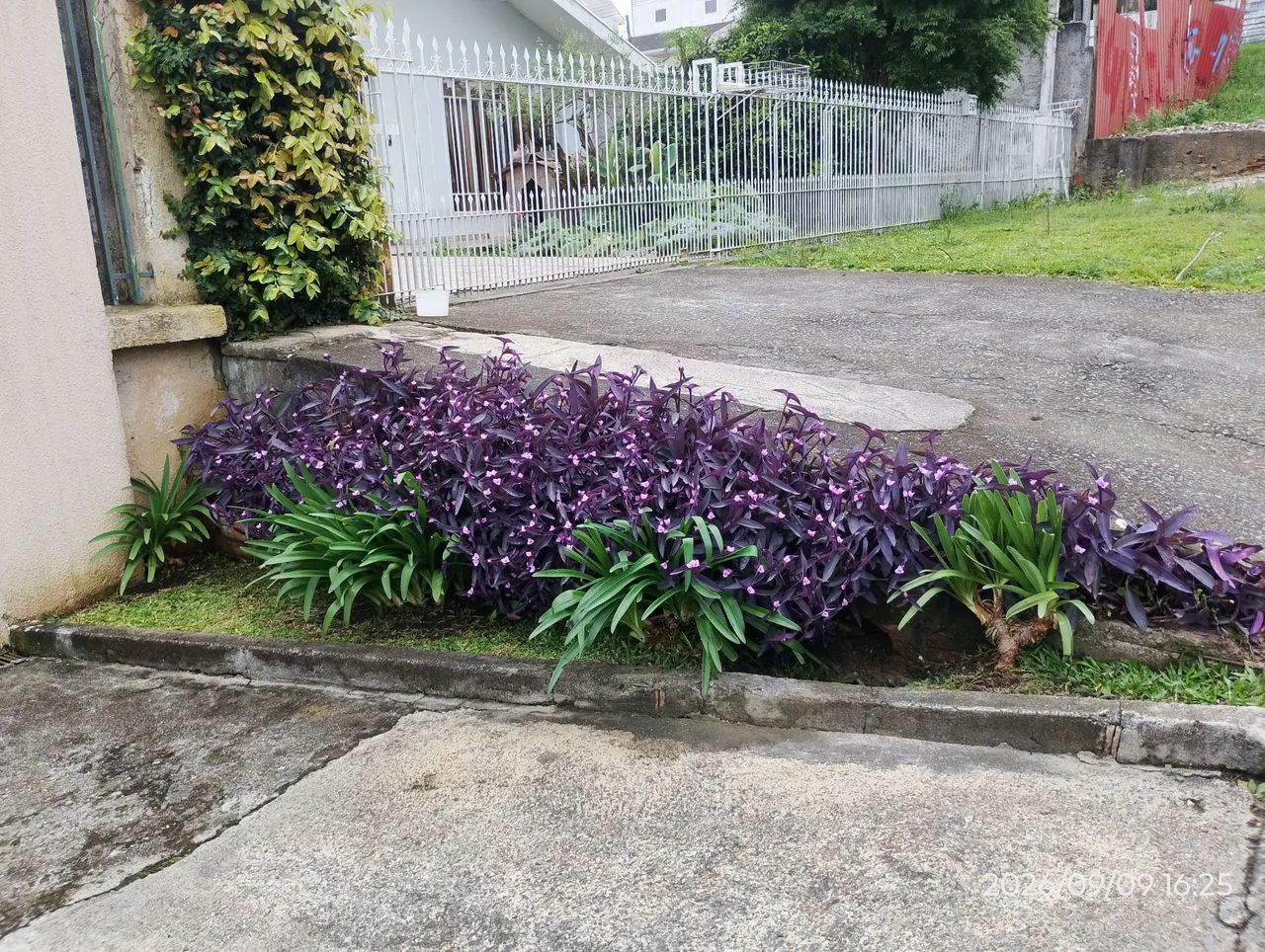 Jardinagem profissional  - Foto 2