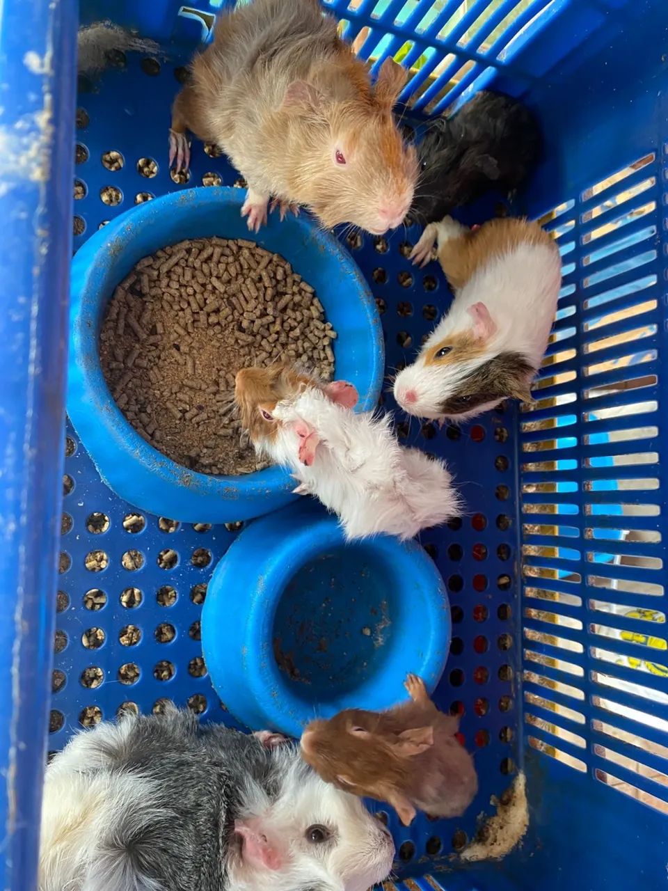 Porco da Índia - Foto 4
