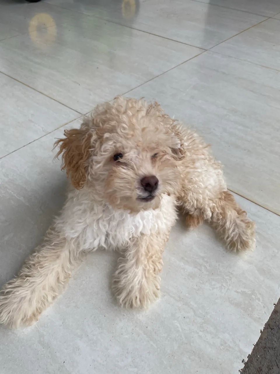 Poodle Toy Filhote - Foto 2
