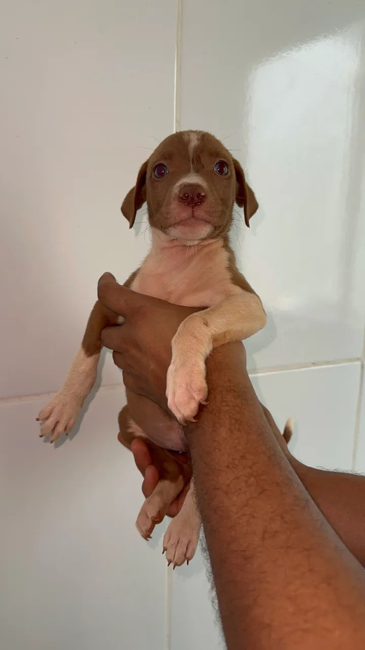 Doação Pitbull misturado  - Foto 3