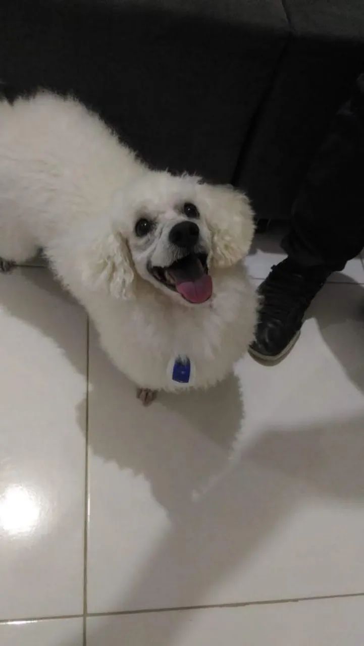 Filhotes de poodle a venda - Foto 3