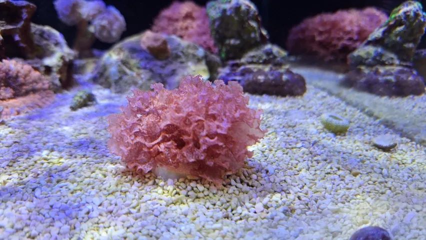 Macro Alga Atomic Broccoli - Aquario Marinho  - Foto 4