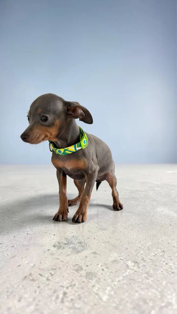 pinscher Blue 5 meses  - Foto 4