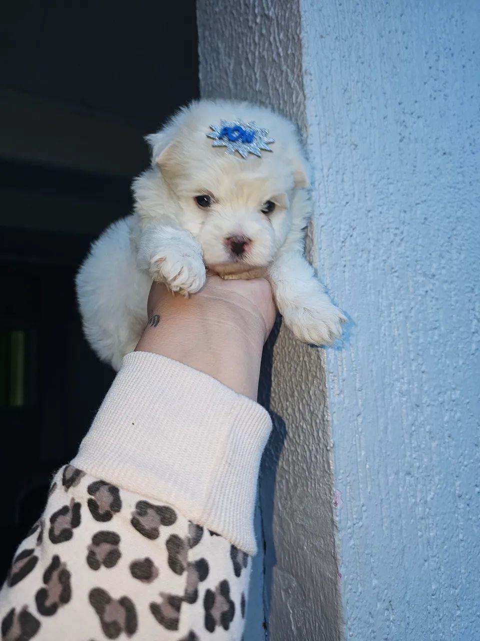 Maltês macho mini a pronta entrega  - Foto 2