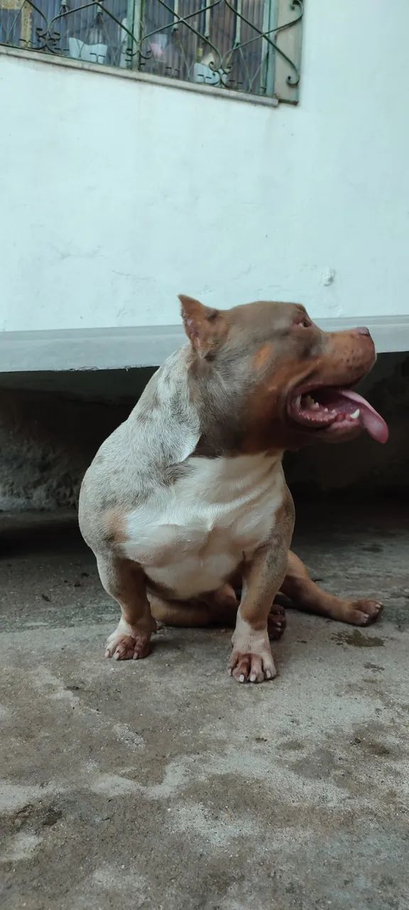 Exotic Bully - Foto 4