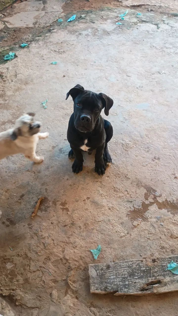 Cane corso macho  - Foto 4