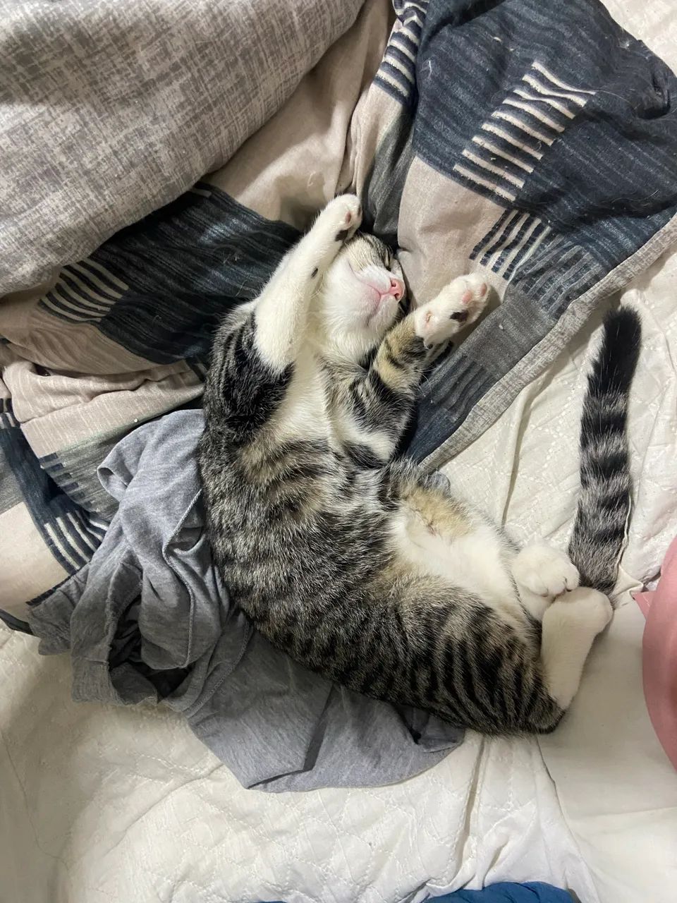 Cats65581362255489122