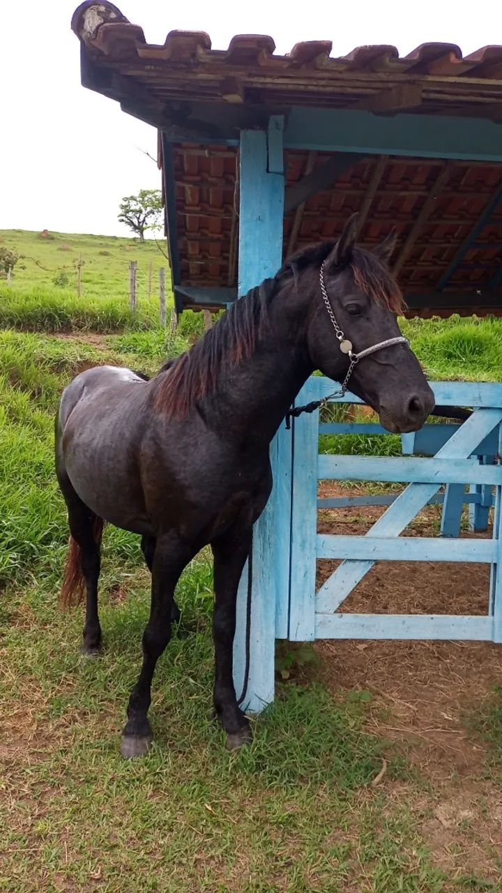 Cavalo - Foto 3