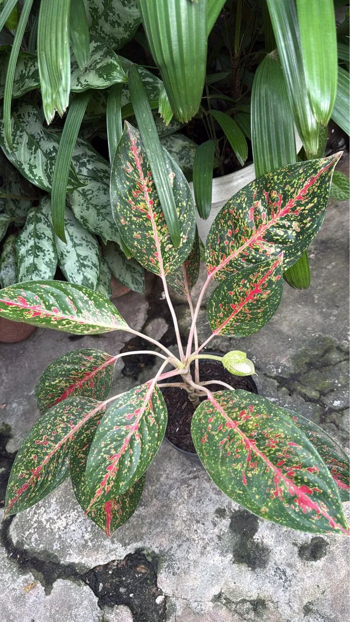 Plantas  - Foto 3