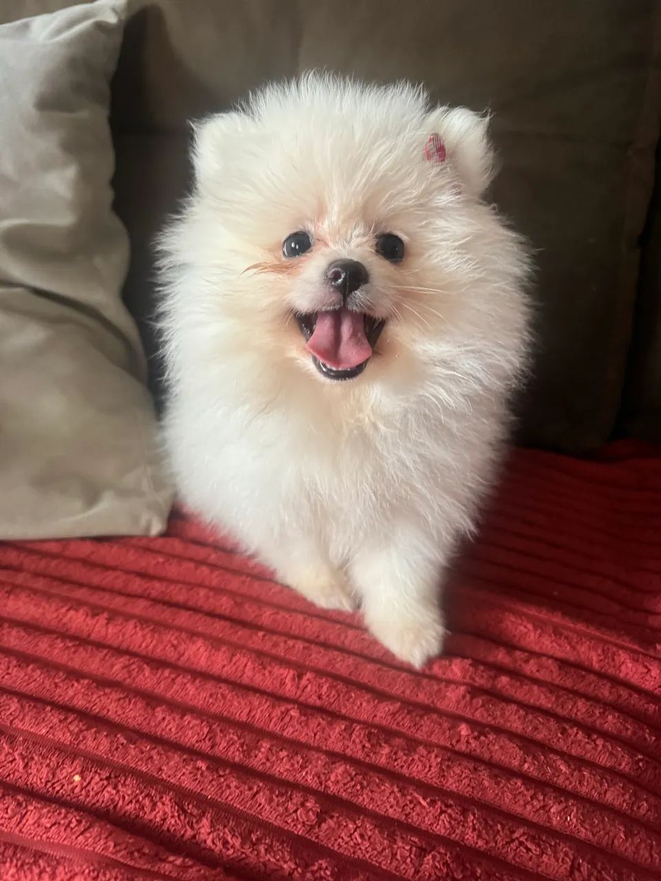 Vendo menina spitz alemão  - Foto 5