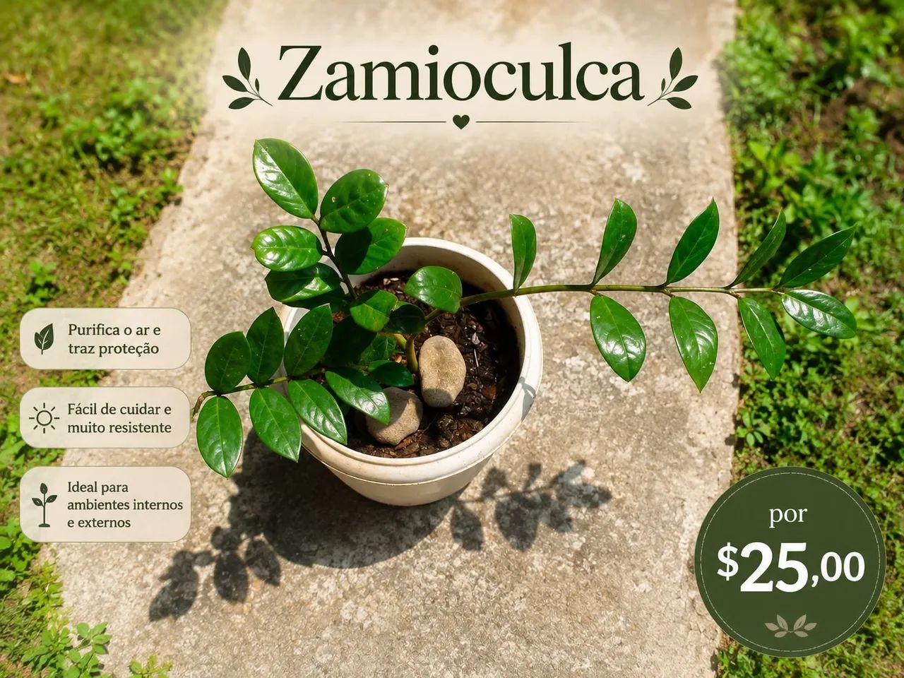 Plantas  - Foto 3