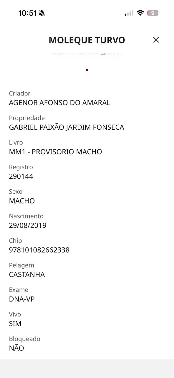 Cavalo mangalarga marchador  - Foto 5