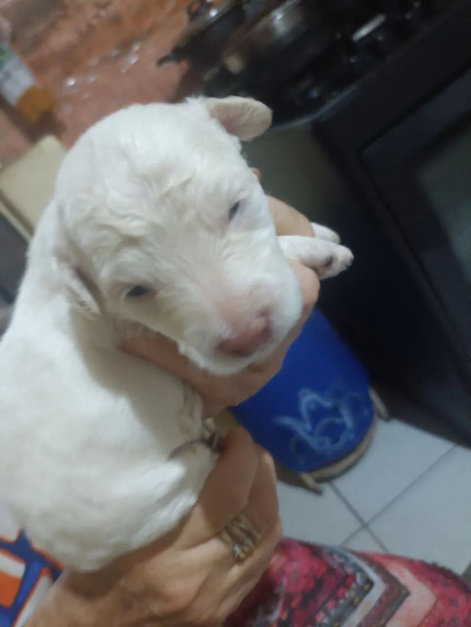 Filhotes de Poodle n° 1  - Foto 6