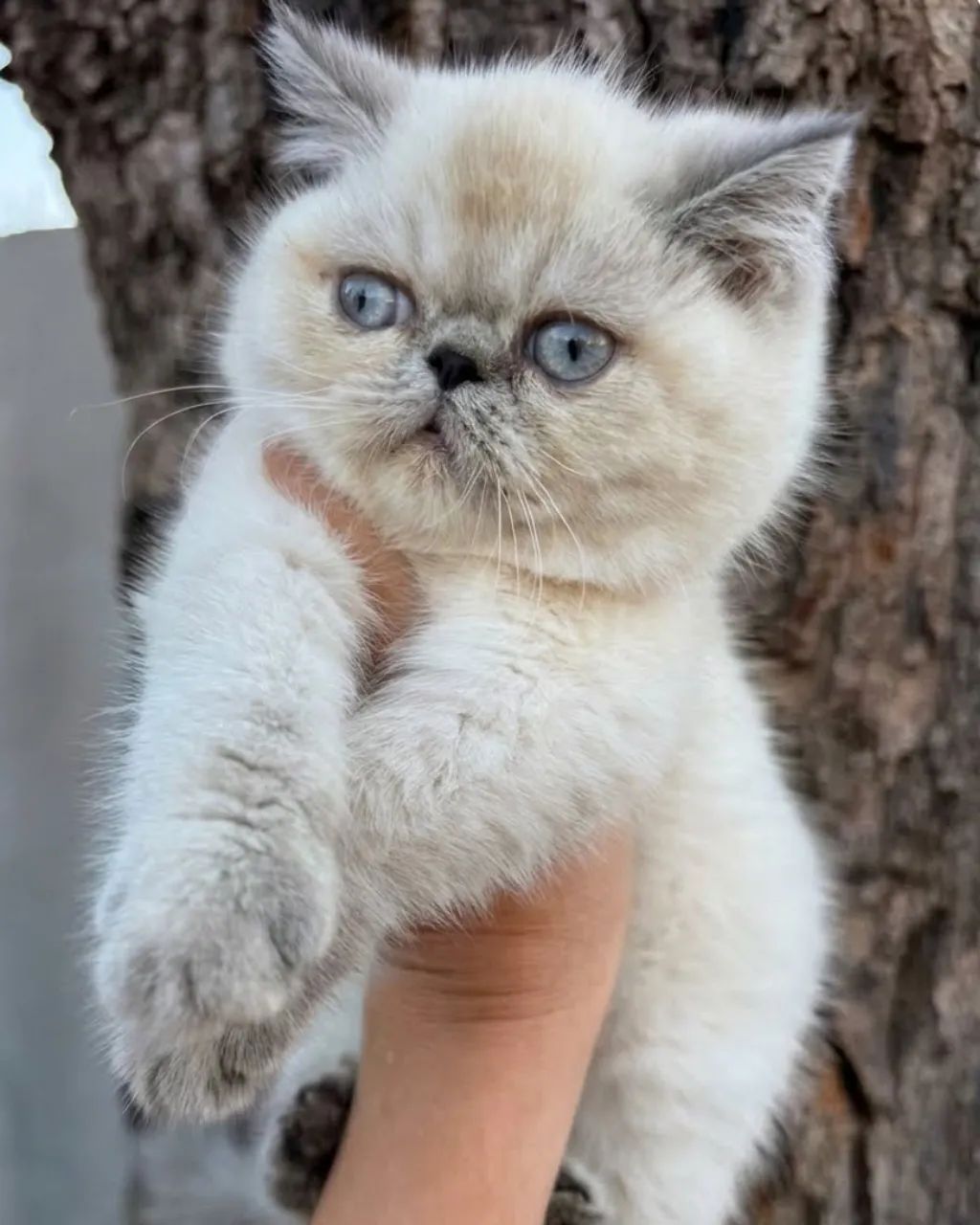 Gato persa  - Foto 3