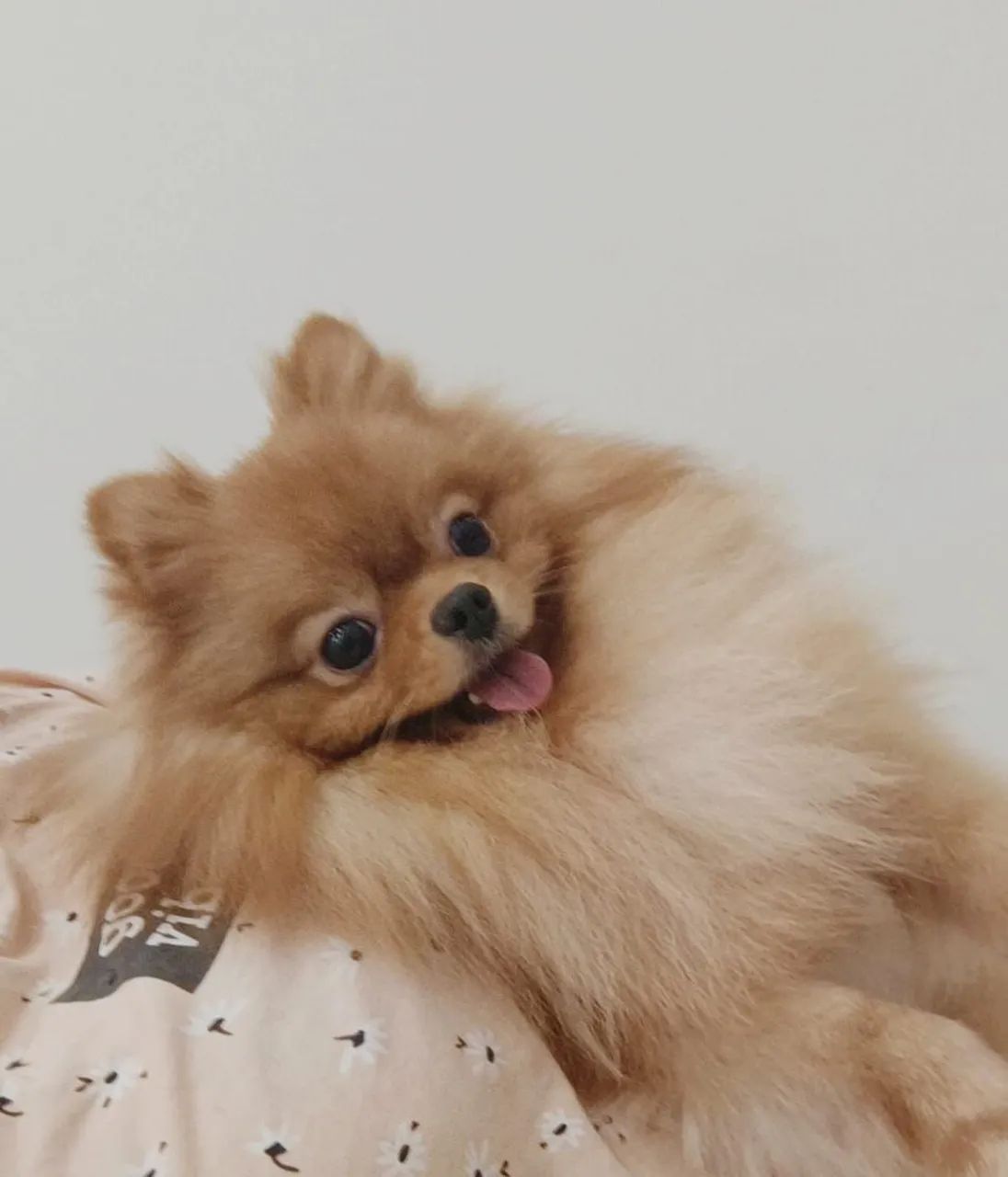 Lulu da pomerania ursinho para cruza