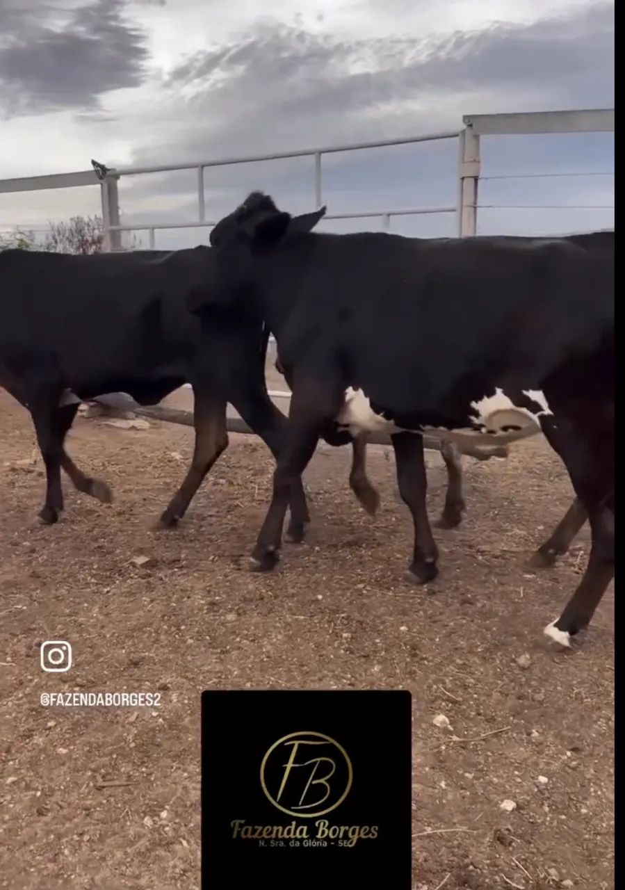 Novilhas girolando  - Foto 3