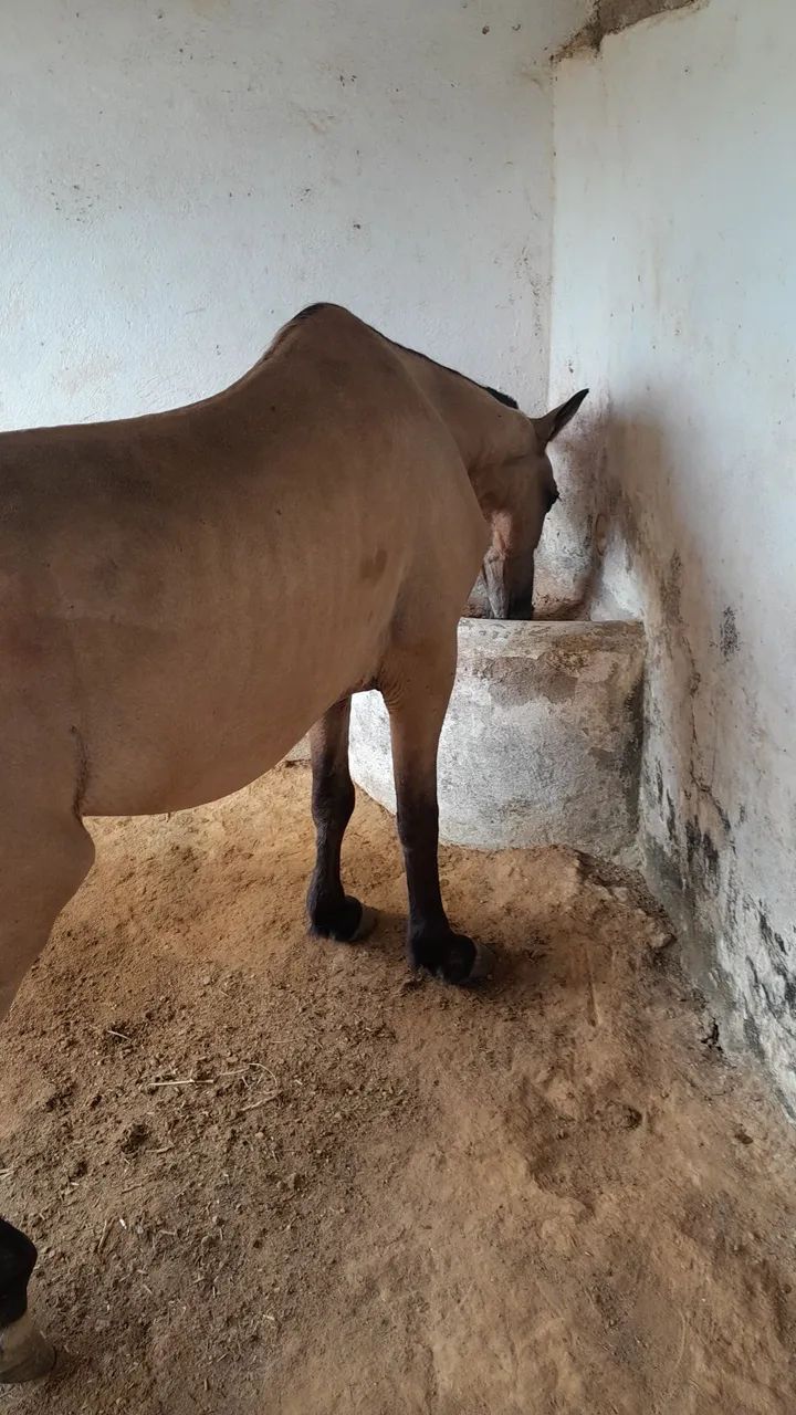Cavalo mestico de manga larga com quarto de milha - Foto 5