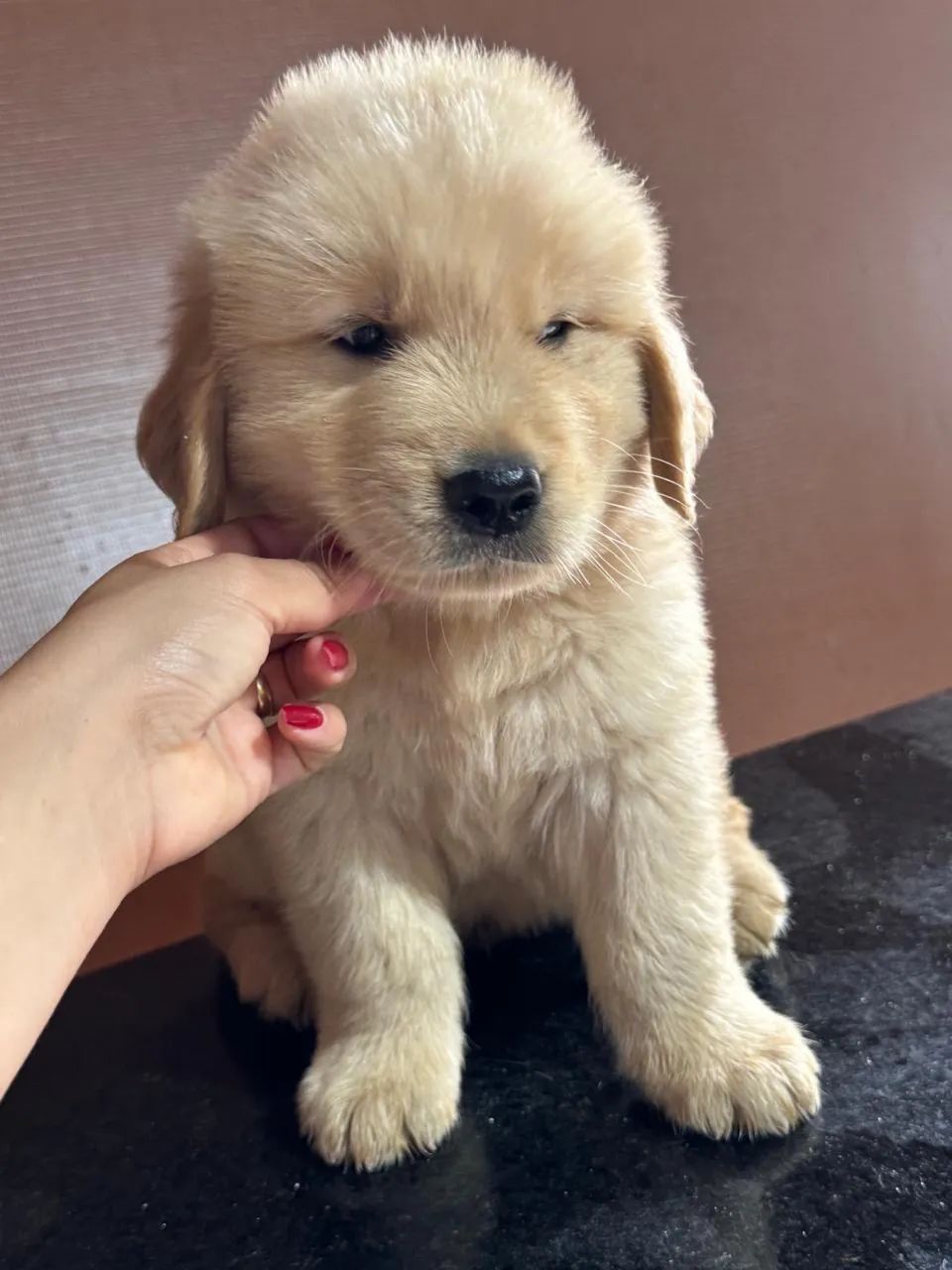 Golden - Foto 4