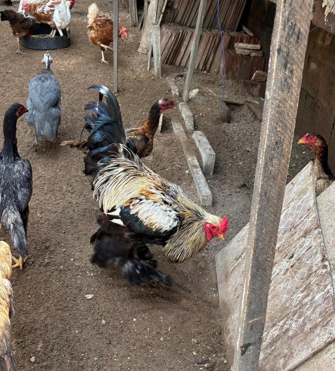 Galo Brahma  - Foto 5