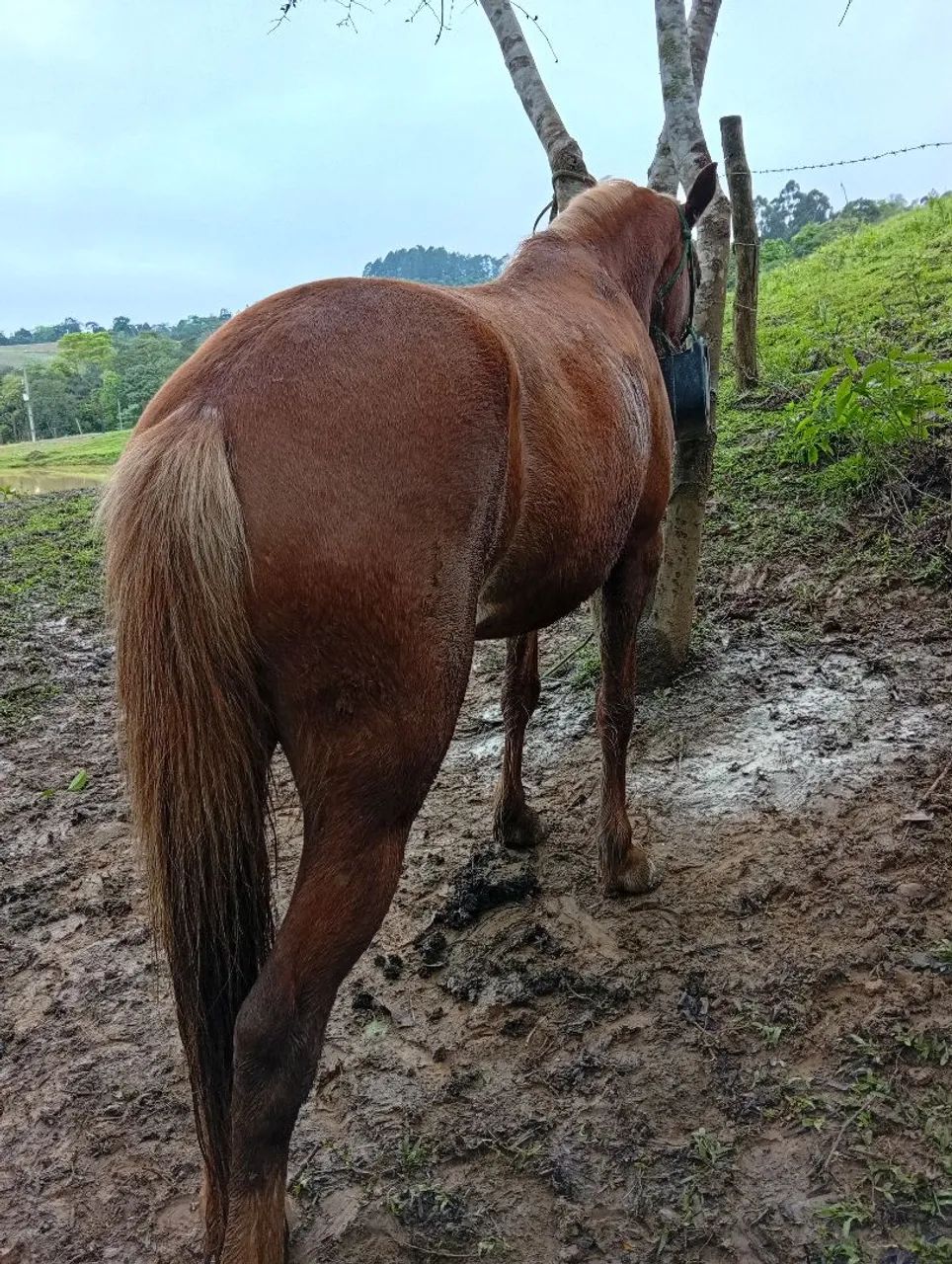 Égua  - Foto 4