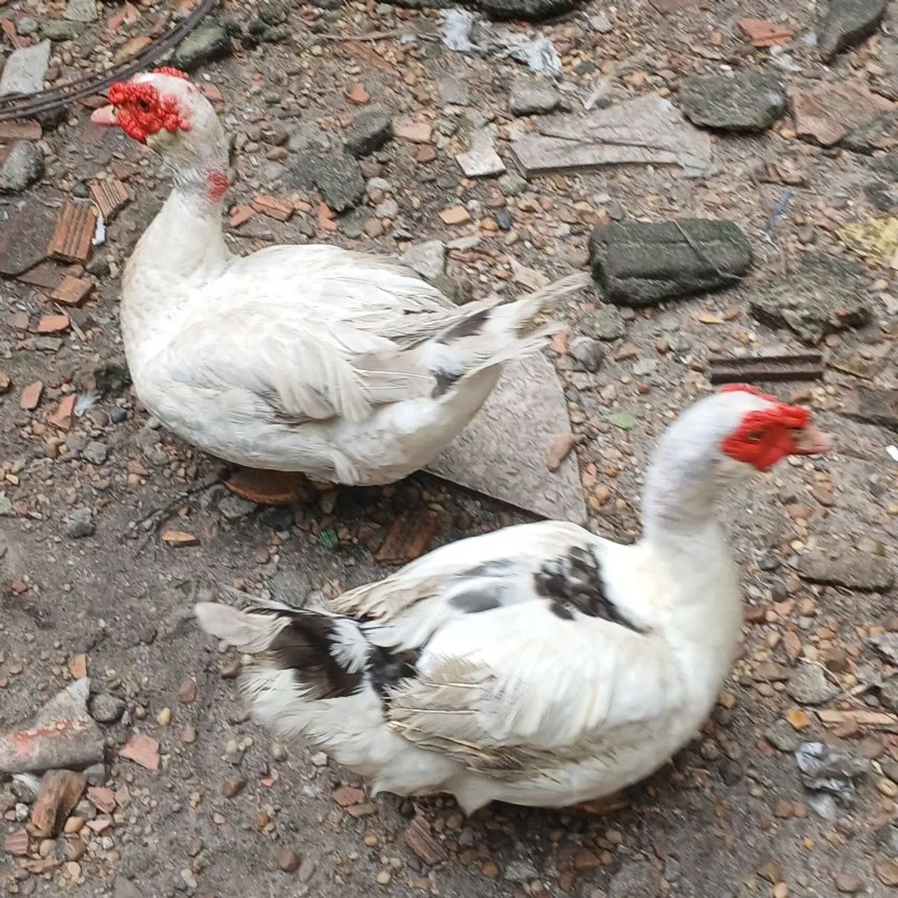 Patos retirada na zona leste watts * - Foto 2