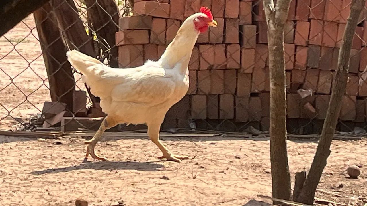 Galinhas