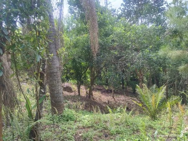 Terreno no Ratones 520m2  - Foto 4
