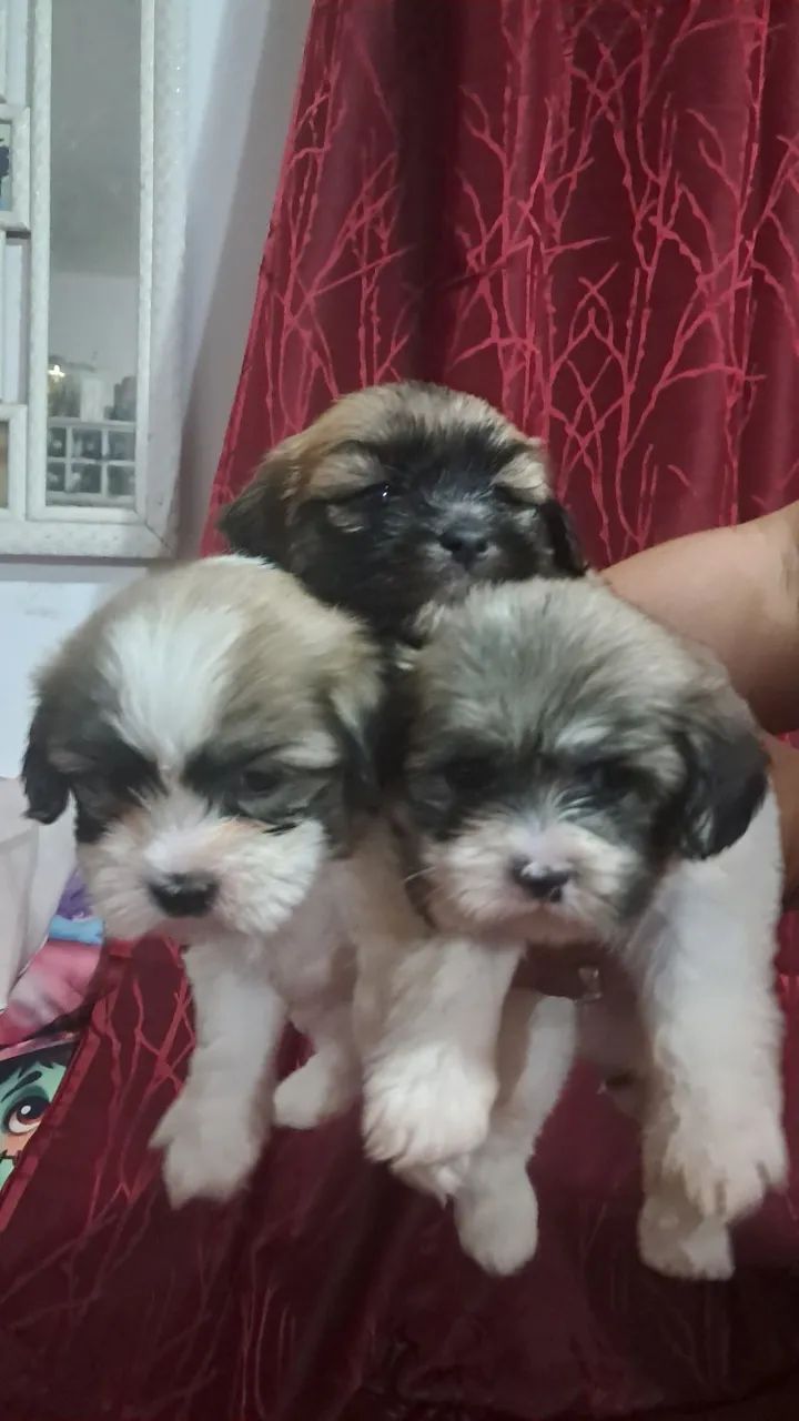 Lhasa Apso - Foto 2