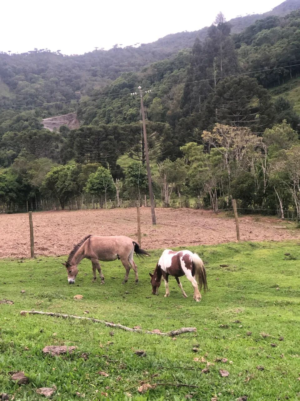 Sítio em Alfredo Wagner com nascente  - Foto 4