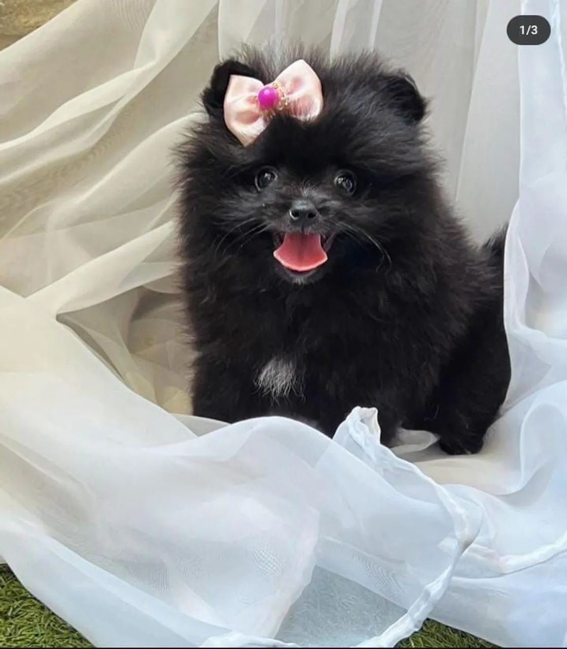 Spitz Alemão ursinho 