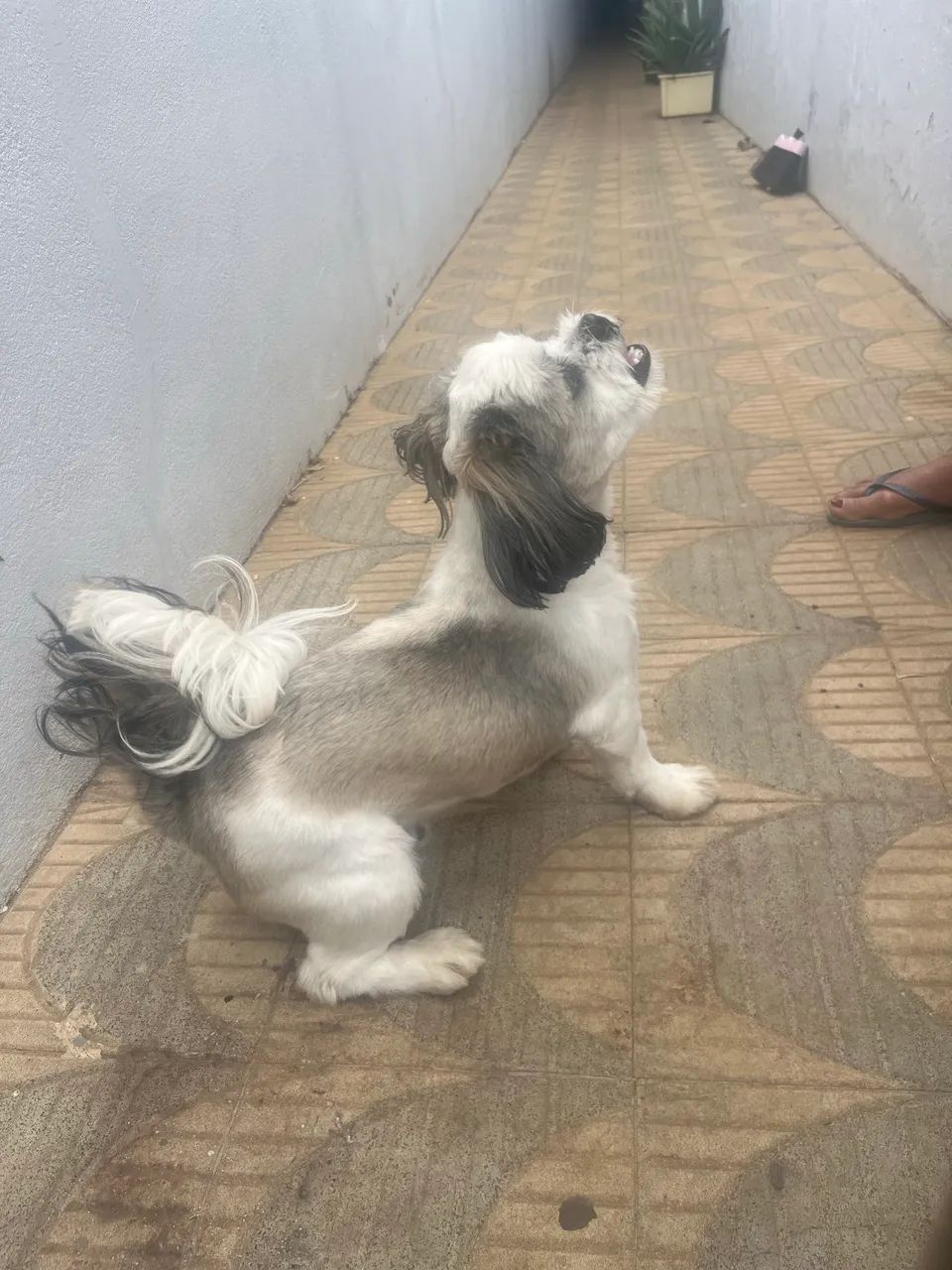 Cão Shih Tzu - Foto 4