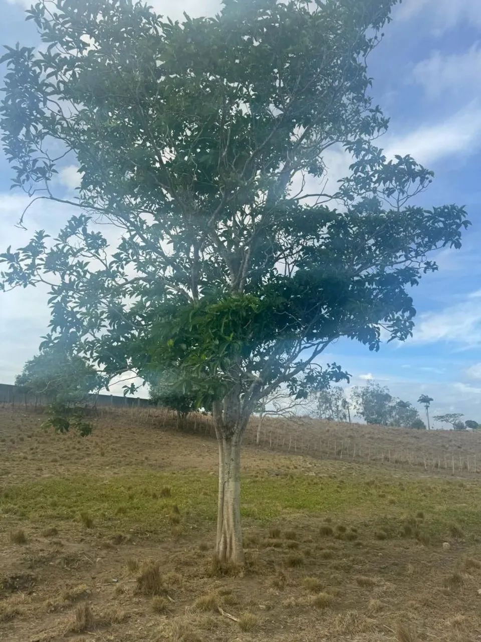 GRANJA A VENDA EM CARPINA  - Foto 3