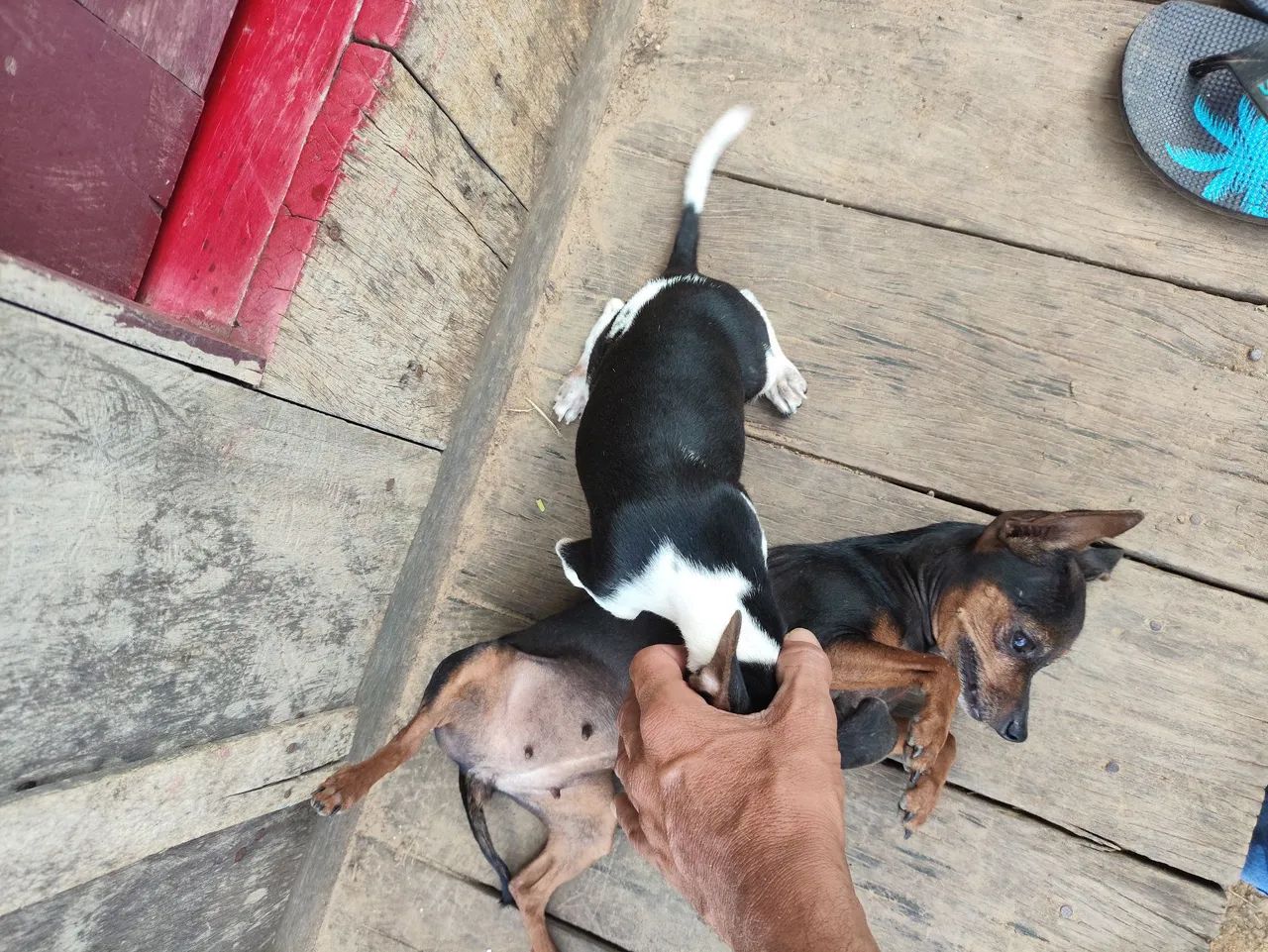 Vendo pinscher 450 - Foto 3