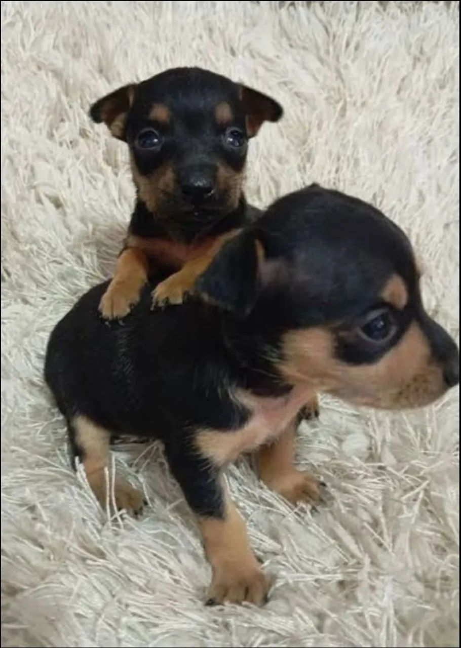 Pinscher machos