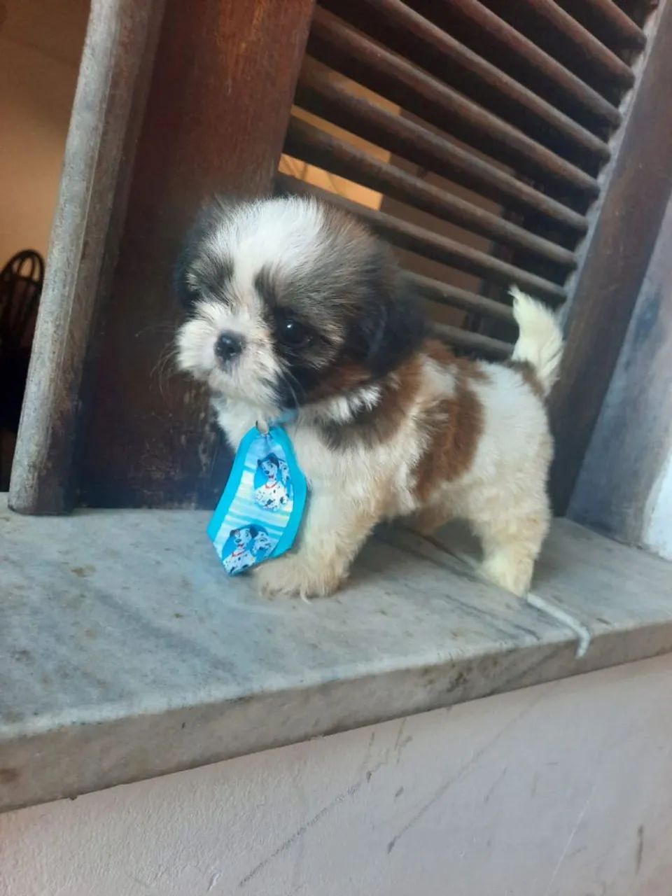 Vendo Shitzu macho micro ? - Foto 2