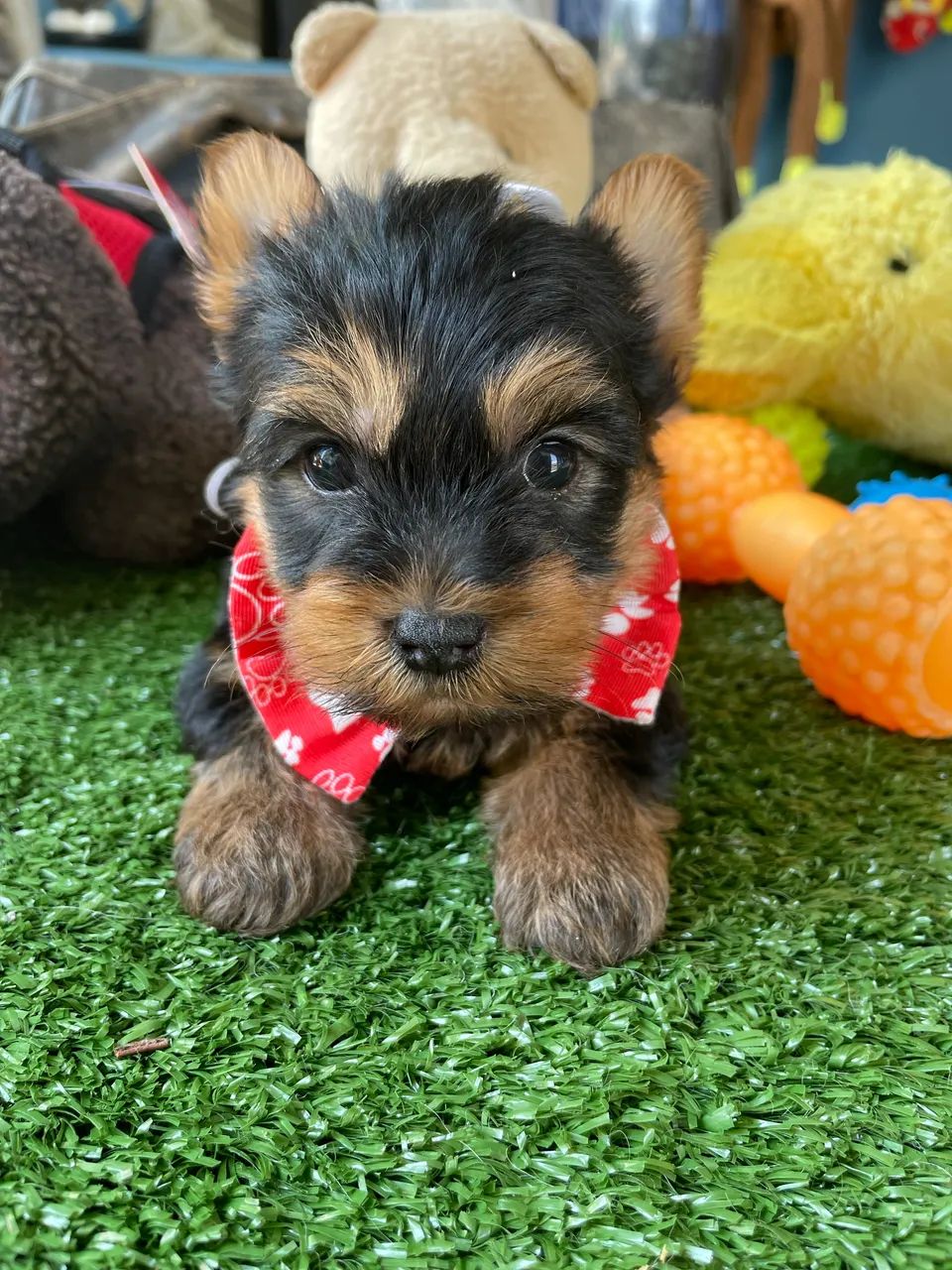 Yorkshire macho mini disponível $2.200,00 - Foto 5