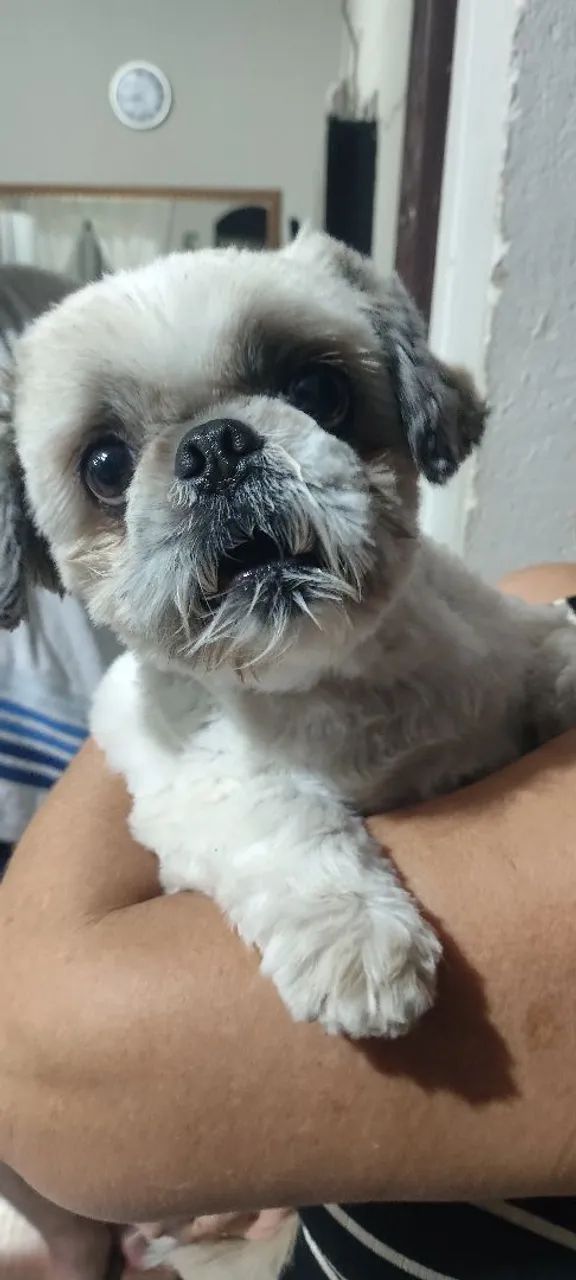 Shitzu disponível  - Foto 3