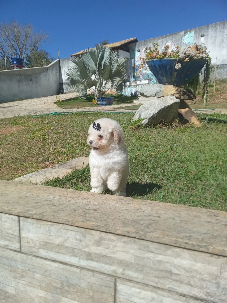 Poodle toy  - Foto 5