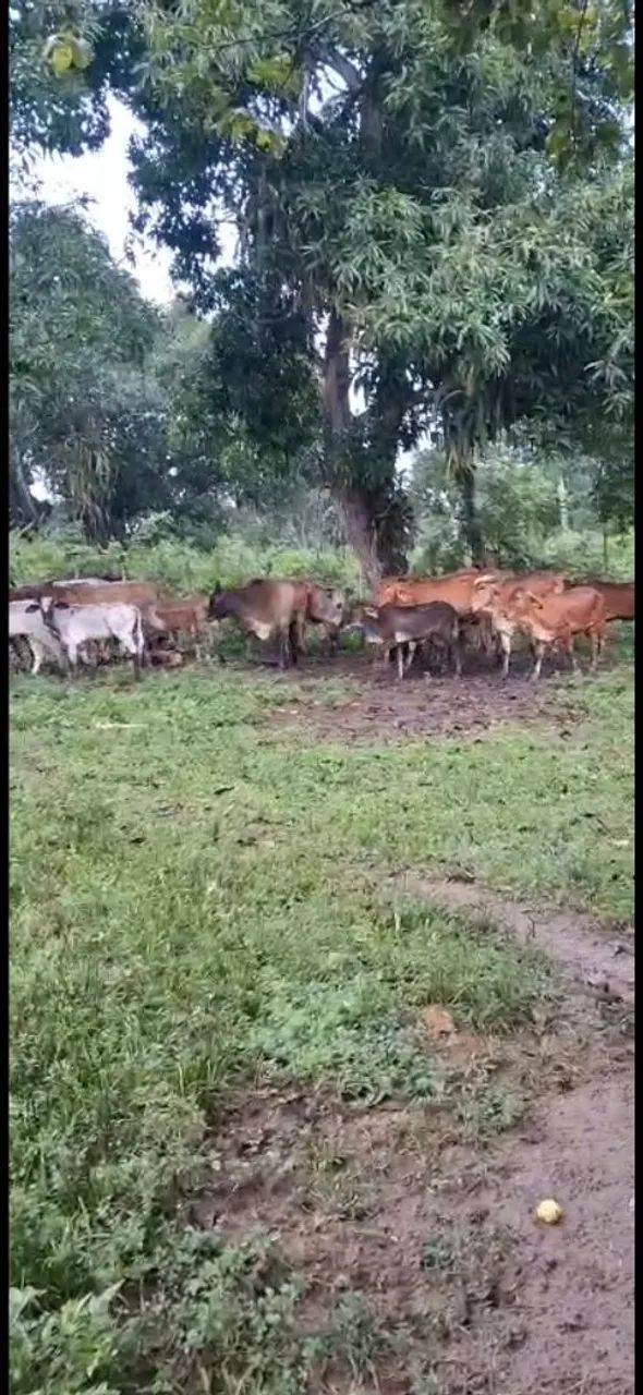 Vacas paridas alta genética Alagoinhas  - Foto 4