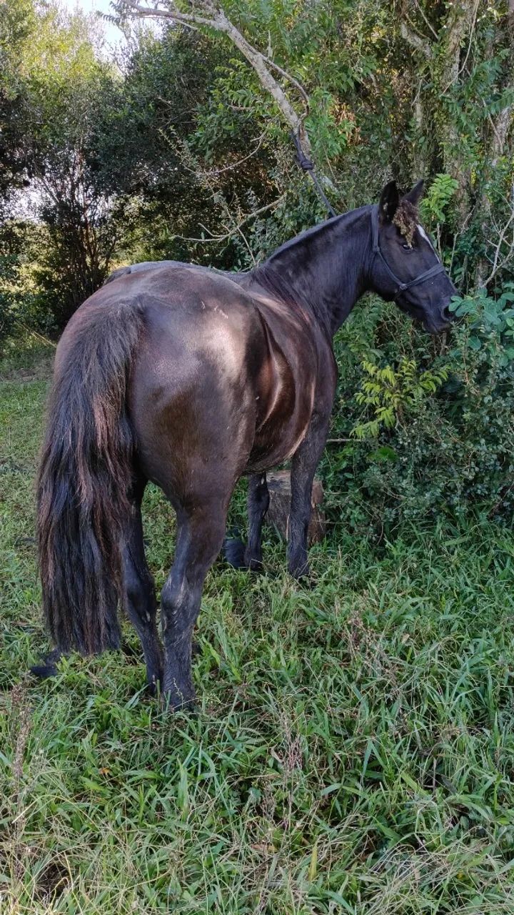 Vendo égua preta