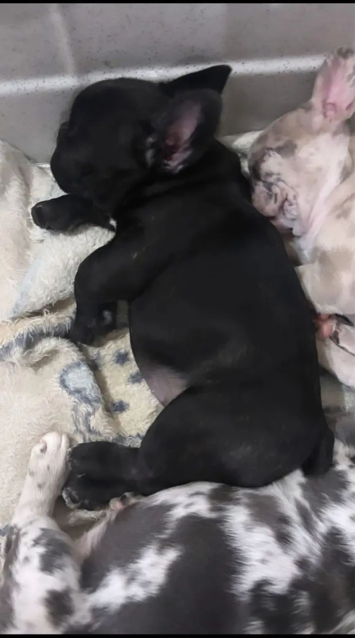 Buldogue franc ês feminha  - Foto 2